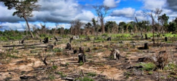 Se perdieron 178 millones de hectáreas de bosques en 20 años
