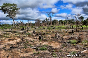 Se perdieron 178 millones de hectáreas de bosques en 20 años