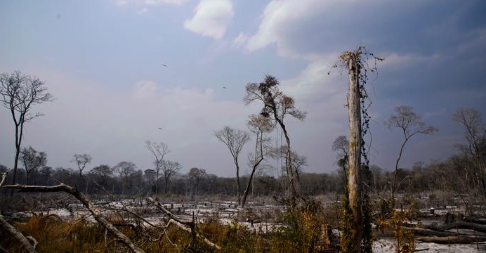 Deforestación no cesa ni con la pandemia