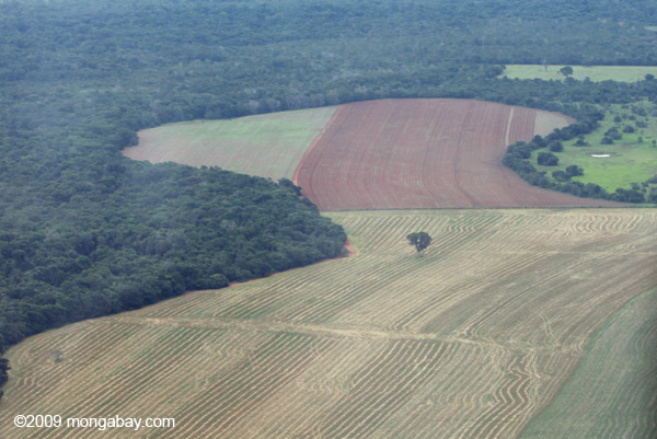 Confirman aumento deforestación en Amazonia de Brasil