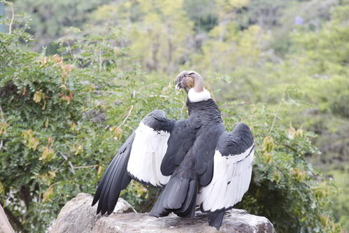 El cóndor vuela bajo en Ecuador