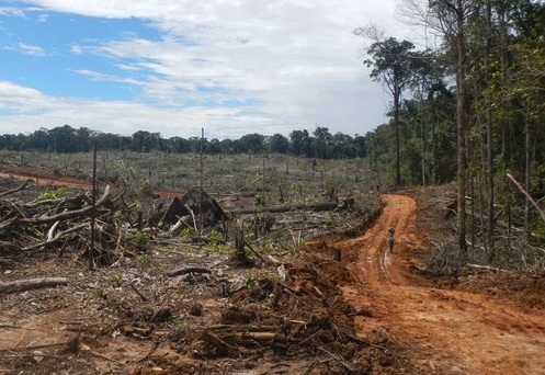La deforestación sigue golpeando a América del Sur