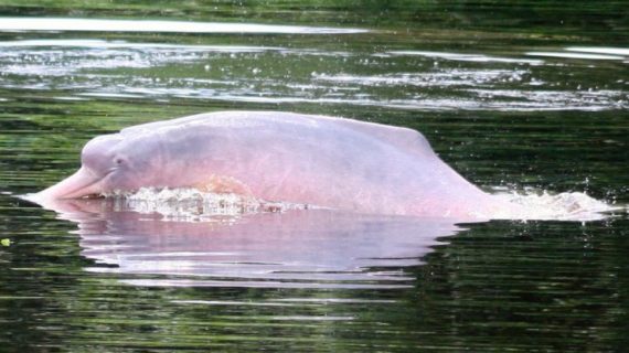 Delfines de río en la Amazonía están amenazados