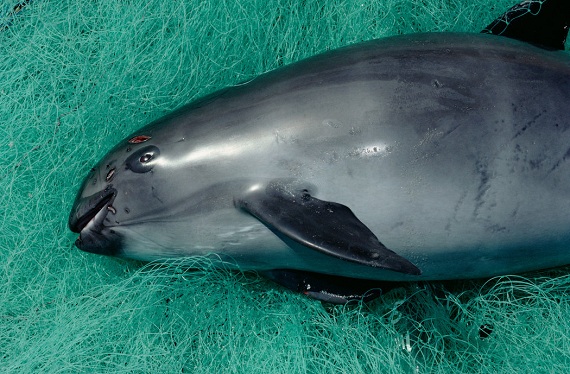 ‘Una extinción directamente causada por los humanos’: la vaquita marina está por desaparecer
