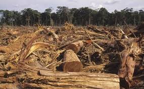 Amazonia de Brasil alcanzó mayor tope de deforestación en la última década