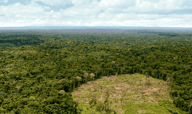 Perú pierde 427 hectáreas de bosques por día
