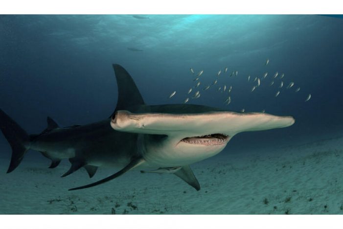 Nuevo refugio de tiburones martillo en aguas de Islas Galápagos
