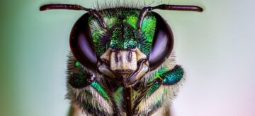 Cambio climático provoca la desaparición gflobal de insectos