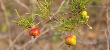 Tres especies latinoamericanas extinguidas en 2025