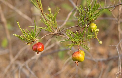 Tres especies latinoamericanas extinguidas en 2025