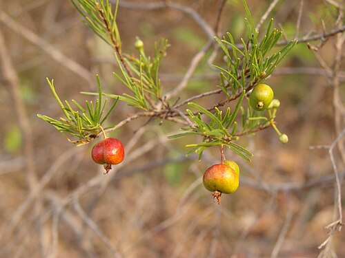 Tres especies latinoamericanas extinguidas en 2025