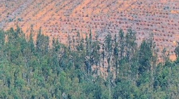 La amenaza de la expansión de cultivos forestales en Chile