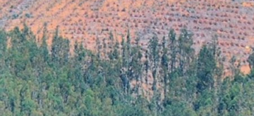 La amenaza de la expansión de cultivos forestales en Chile