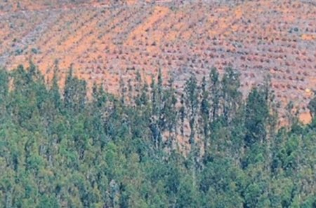 La amenaza de la expansión de cultivos forestales en Chile